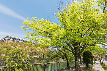 Image showing Emerald green cherry trees