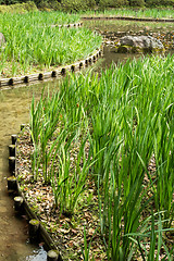 Image showing The green grass gardening and stone in the pond.