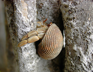 Image showing Hermit Crab