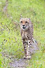 Image showing Cheetah