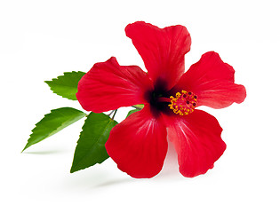 Image showing Red hibiscus