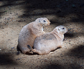 Image showing Black-tailed prairie dog