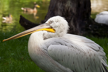 Image showing Pelican