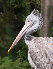 Image showing Pelican