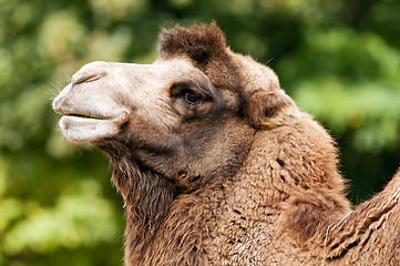 Image showing Bactrian camel