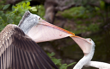 Image showing Two pelicans