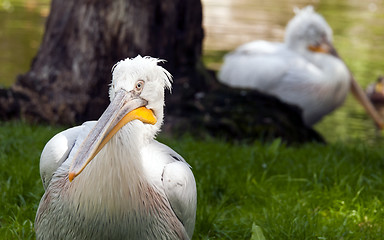 Image showing Pelican