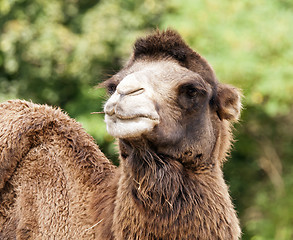 Image showing Bactrian camel