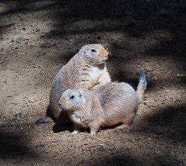 Image showing Black-tailed prairie dog