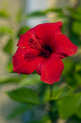 Image showing Red hibiscus