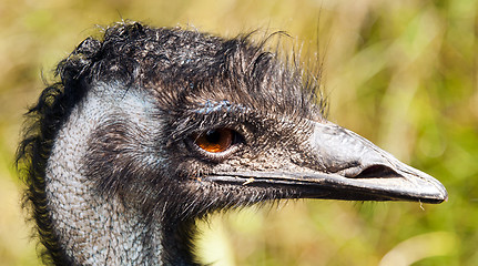 Image showing Emu