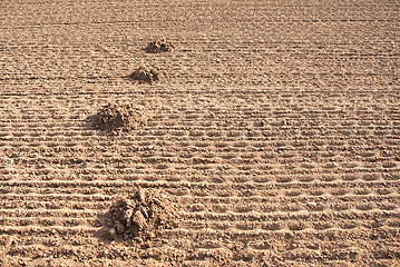 Image showing Mole mound