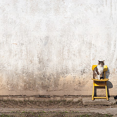 Image showing cat sitting on the yellow chair 