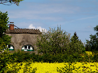 Image showing reed house in may