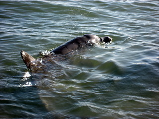 Image showing Dolphin 2