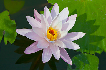 Image showing Water lily closeup. Indonesia, Bali