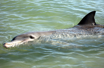 Image showing Dolphin 3