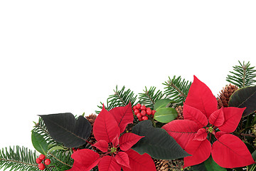 Image showing Red Poinsettia Flower Border