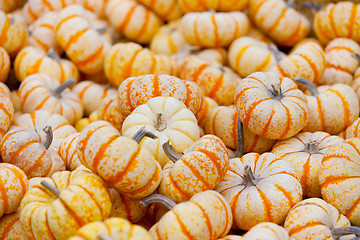 Image showing pumpkin patch