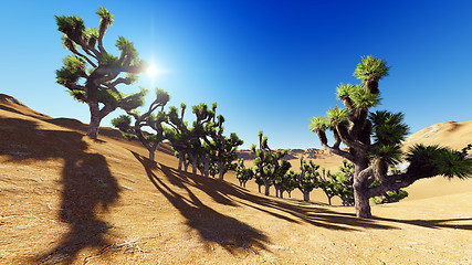 Image showing Joshua trees