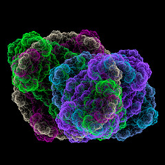 Image showing Symmetrical growth of bacteria