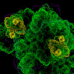 Image showing Symmetrical growth of bacteria