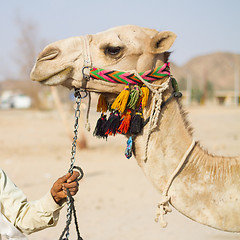 Image showing Camel