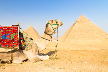 Image showing Camel at Giza pyramides, Cairo, Egypt.