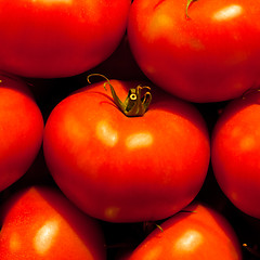 Image showing Genetically modified tomatos