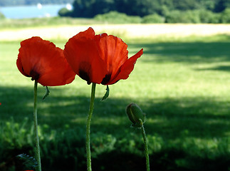 Image showing giant poppy