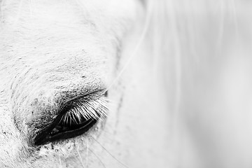 Image showing Detail of a white horse