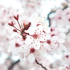 Image showing Blooming fruit tree