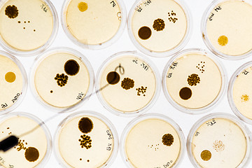 Image showing Growing Bacteria in Petri Dishes.