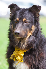 Image showing Closeup of domestic dog.