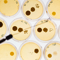 Image showing Growing Bacteria in Petri Dishes.