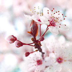 Image showing Blooming fruit tree