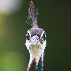 Image showing Colorful Female Peacock.