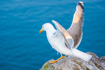 Image showing Sea gull