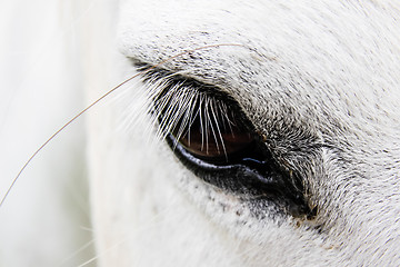 Image showing Detail of a white horse