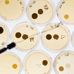 Image showing Growing Bacteria in Petri Dishes.