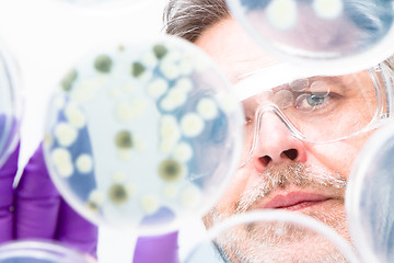 Image showing Senior life science researcher grafting bacteria.