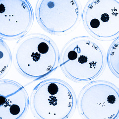 Image showing Growing Bacteria in Petri Dishes.