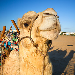 Image showing Domestic camel.