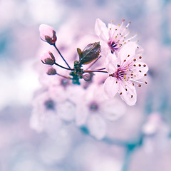 Image showing Blooming fruit tree