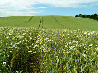 Image showing crop field