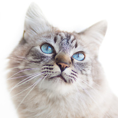 Image showing Domestic cat.