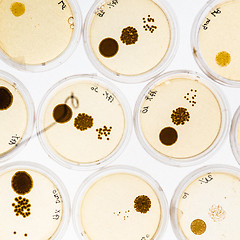 Image showing Growing Bacteria in Petri Dishes.