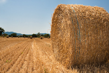 Image showing Harvested field with straw bales in summer