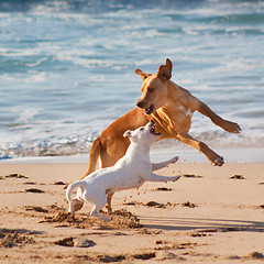 Image showing Dogs playing at the beach