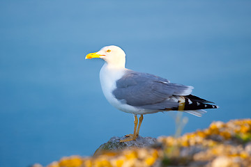 Image showing Sea gull